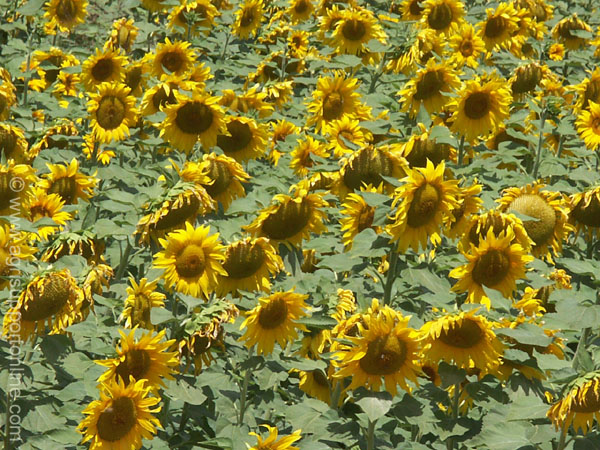 sunflowers_field_israel