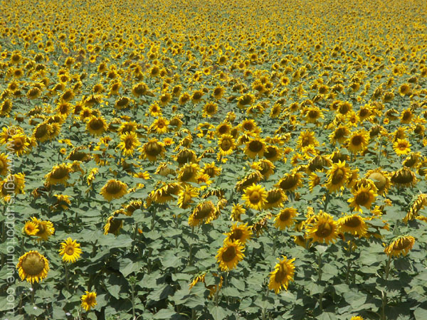 sunflowers_israel