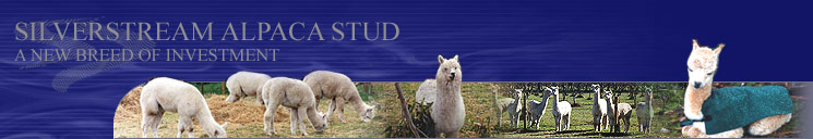 Silverstream Alpaca Stud - A New Breed Of Investment
