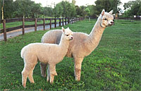 Alpaca for Sale