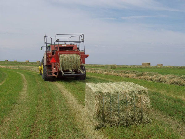 Hay & all Natural Cubes Bulk ,Totes & 50 lb 