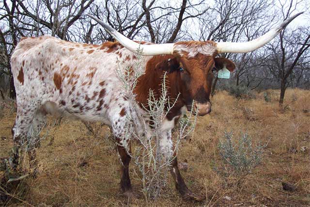 Registered Longhorn Cow