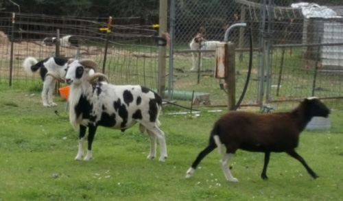 Painted Desert Sheep