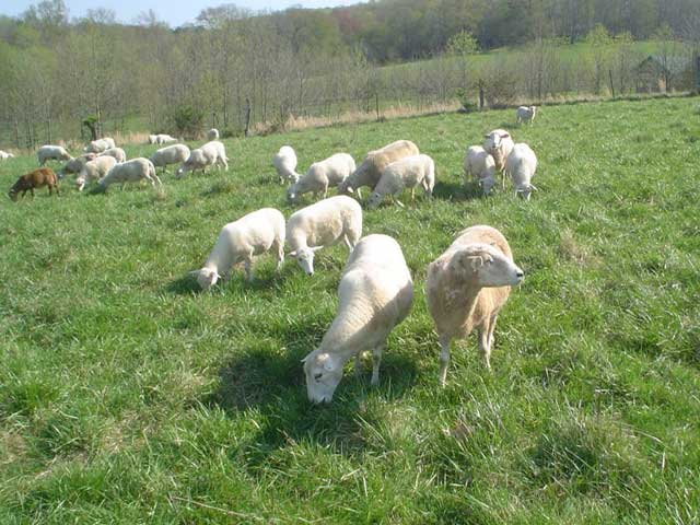 Katahdin Sheep: Ewe Lambs