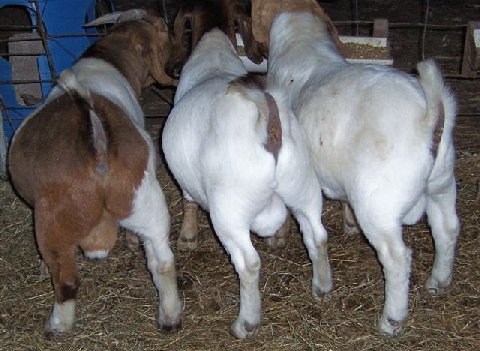 Healthy Boer Goats