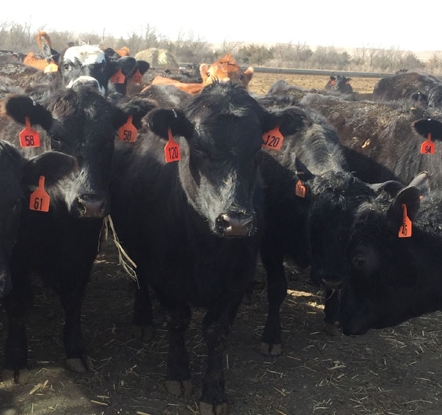 500 Angus Cows