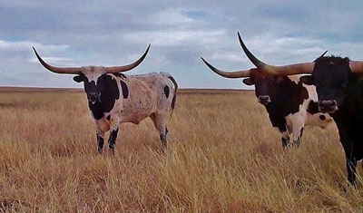 Registered Texas Longhorns