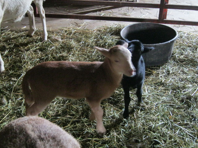 Black Hawaiian & Painted Desert Lambs