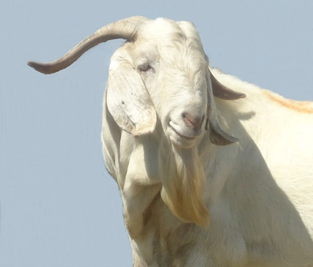 Savanna Goats