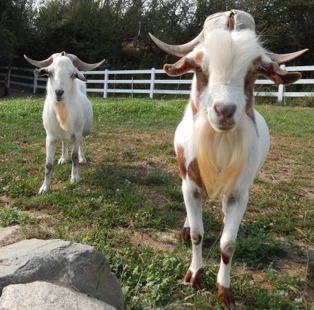 Registered PureBred and Percentage Kiko Goats