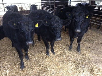 Aberdeen Angus X Bulls & Heifers