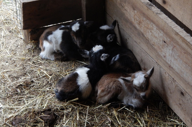 Registered Nigerian Dwarf Babies