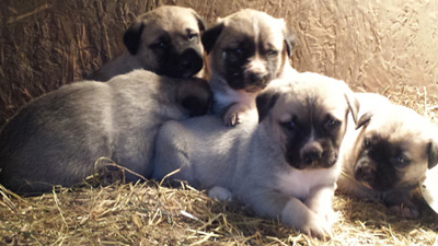 Anatolian Shepherd Puppies - Livestock Guardians