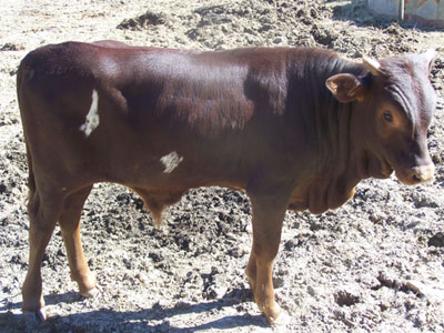 Watusi Registered Steer