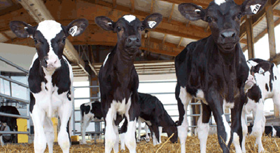 Holstein and Jersey Calves