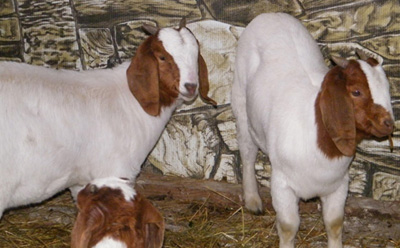 Boer Goats