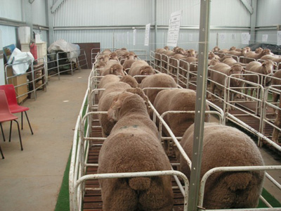 Healthy Merinos Sheep