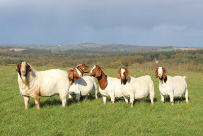Boer Goats, Live Sheep, Cattle and Lambs