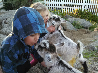 African Pygmy Goats Ship Worldwide