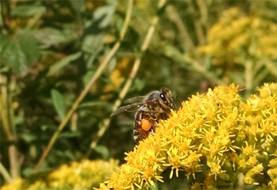 Honey Bees For Sale In 2017