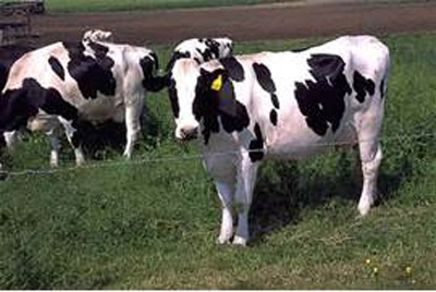 Hiefer - Bottle Milk Calves, Pregnants Cow