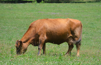 Bred Jersey/Highland Beef Cows 