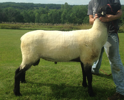 Registered Yearling Suffolk Ram