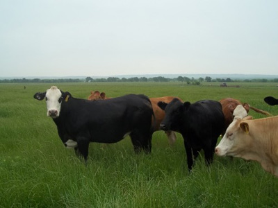 Pregnant Heifers, Heifers, Milk Bottle Calves, Bulls