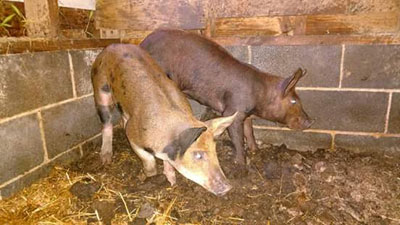 Pigs, Berkshire and Tamworth Cross