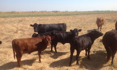Dexter Heifers and Bull Calves