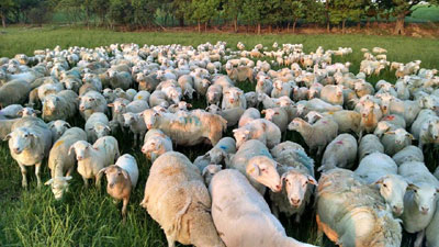 Outstanding Sheep Flock