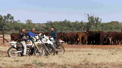 Heifers,Bulls, Milk Bottle Calves