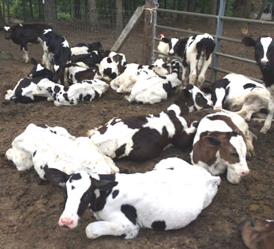 Jersey Heifer Dairy Cattle And Other Cattle Breeds