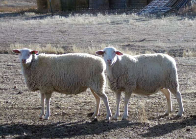 East Friesian Ewes