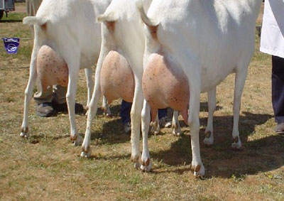 Dairy and Meat Goats 