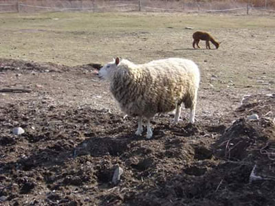 Fiber Sheep