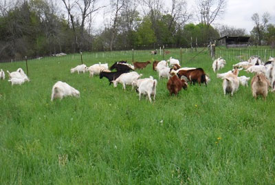 Boer, Saanen, Alpine and other Goats