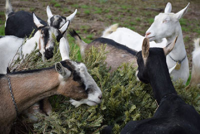 Dairy and Meat goats