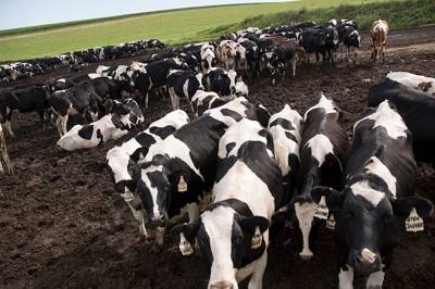 Holstein / Jersey, Herford and Angus Cows