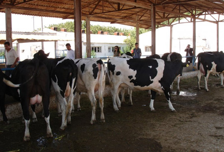 Milk Bottle Calves, Bulls and Pregnant Heifers