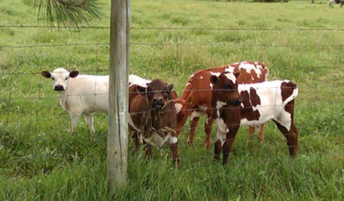 Miniature Longhorn Cattle