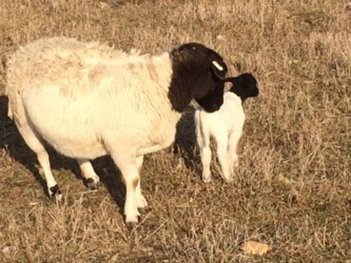 Top Quality Dorper Ram Lambs