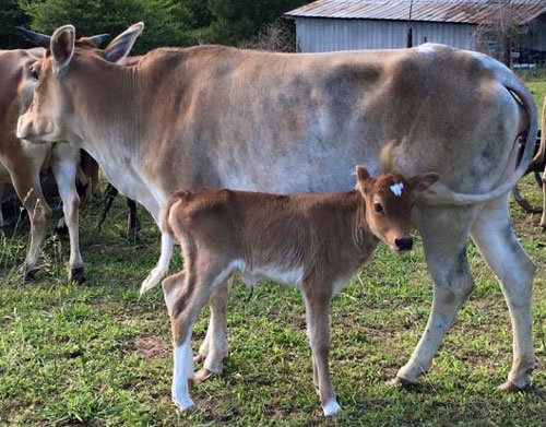 Miniature Dairy Cattle