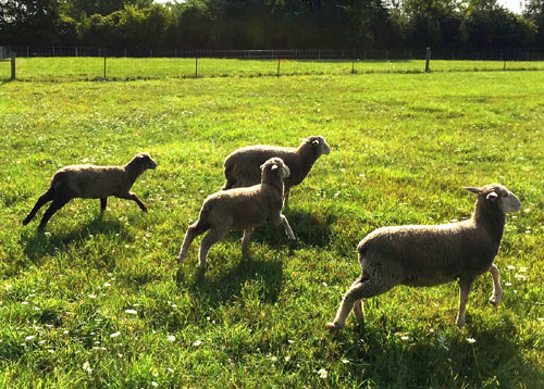 Polypay Ewe Lambs