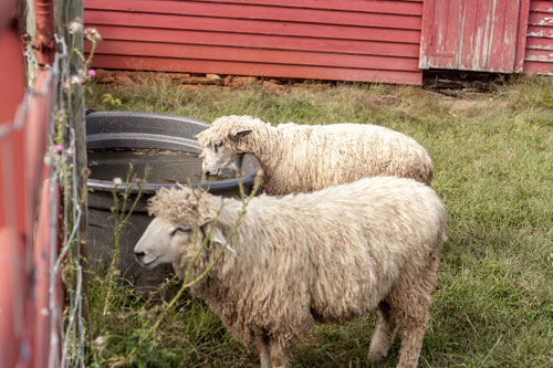 2 Wensleydale Ram Lambs For Sale