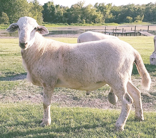 Registered Purebred Katahdin Ram