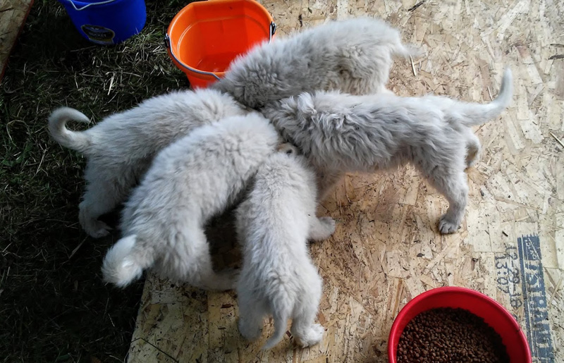 Maremma Sheepdogs