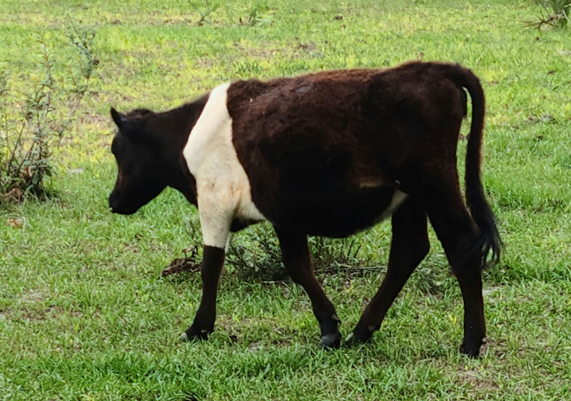 Belted Galloway Cross Heifer