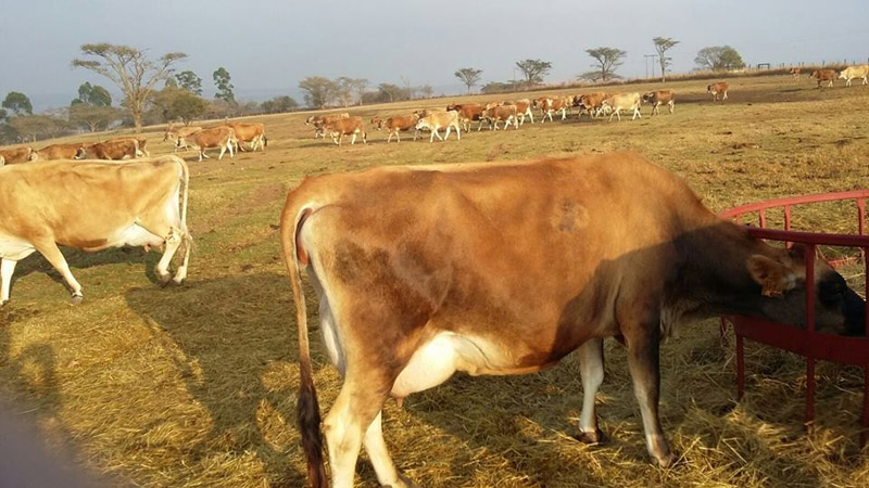 Jersey, Holsteins, Guernseys, Ayrshire, Brown Swiss and many others