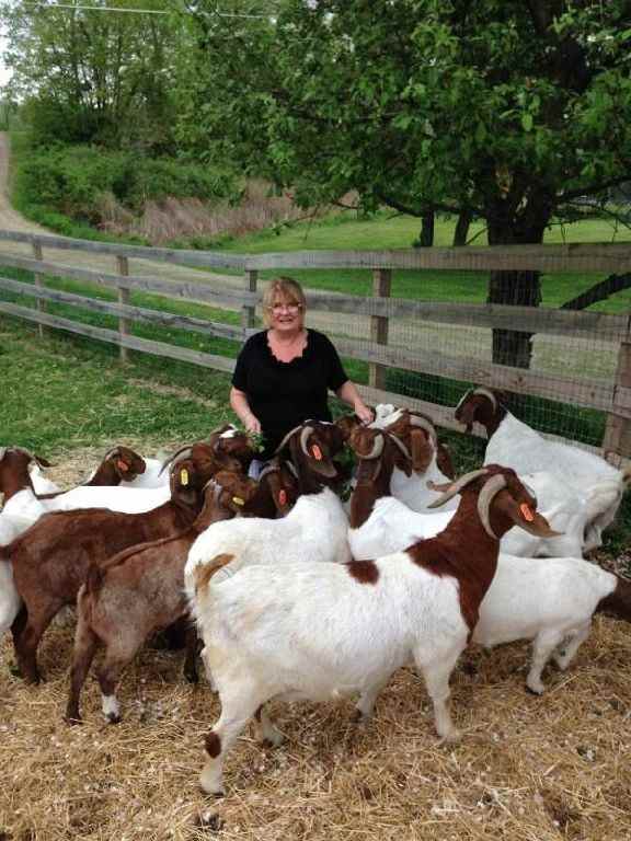 Quality purebred Boer Goats